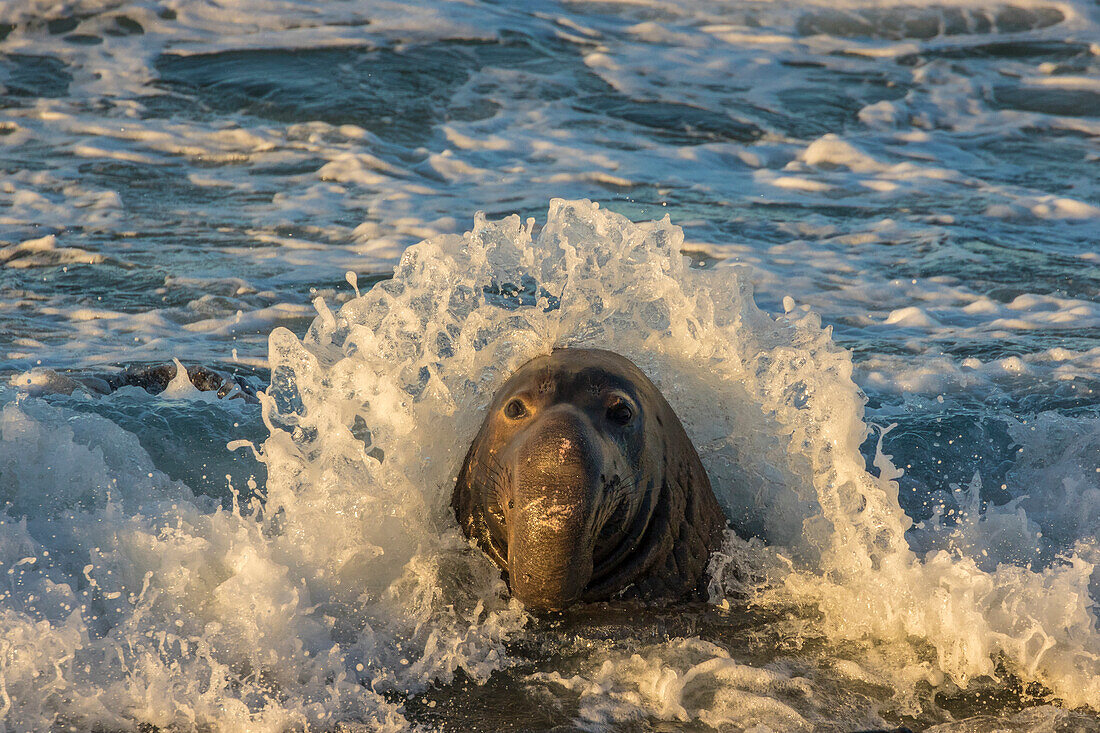 USA, Kalifornien, San Luis Obispo County. Nördlicher Seeelefant männlich und krachende Welle