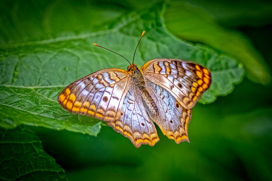 USA, Colorado, Fort Collins. White peacock butterfly close-up.