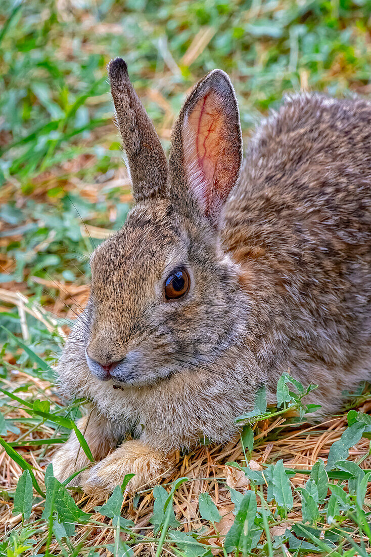 USA, Colorado, Fort Collins. Eastern cottontail rabbit close-up.