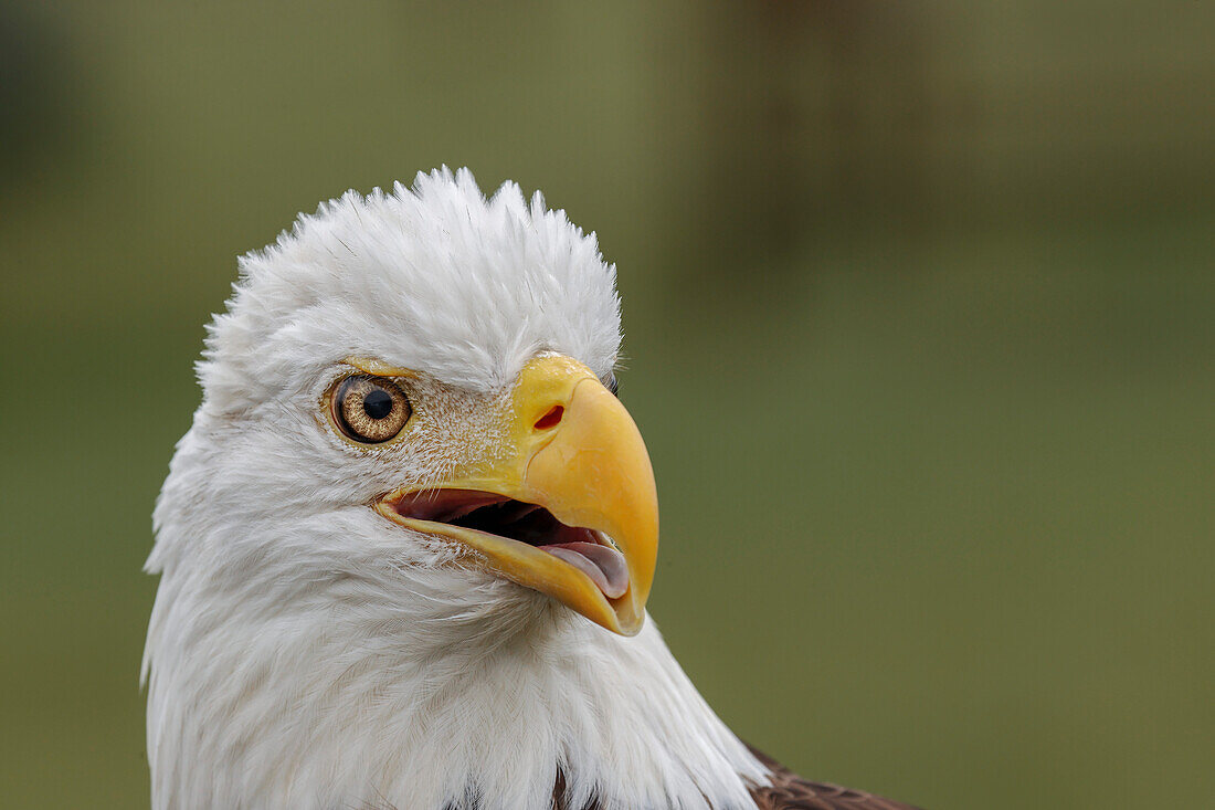 Bald eagle, Florida