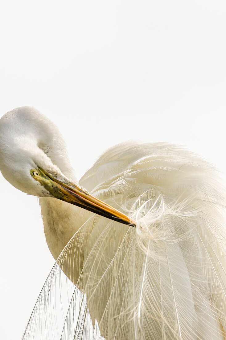 USA, Florida, Anastasia Island, Alligator Farm. Great egret preening his breeding plumage