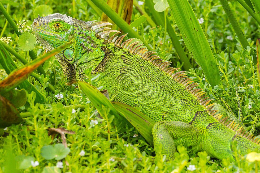 USA, Florida, Wakodahatchee Wetlands. Green iguana close-up