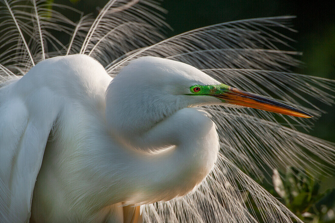 USA, Florida, St. Augustine. Great egret close-up.