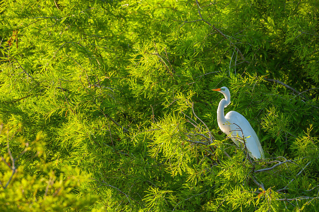 USA, Florida, Anastasia Island. Great egret in tree foliage.