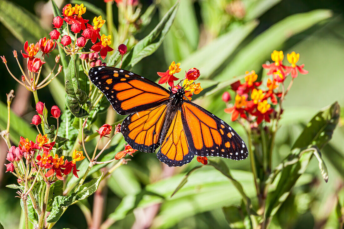 Monarch-Schmetterling leuchtet auf einer Wolfsmilchblüte.