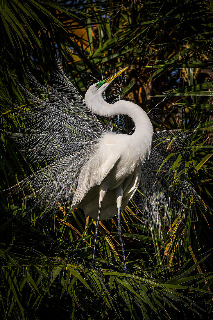 A great egret performs frequent displays using its' showy plumage during the breeding season.