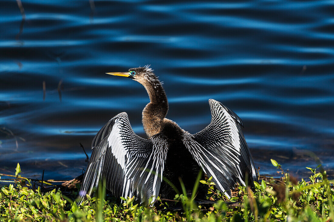 A male Anhinga, drying with wings open, mating season, the eye is ringed green/blue