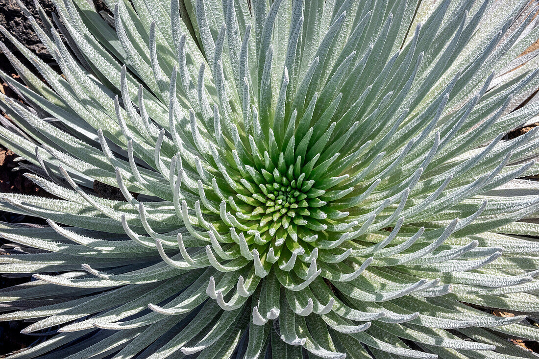 Haleakala silversword, Maui, Hawaii, USA.