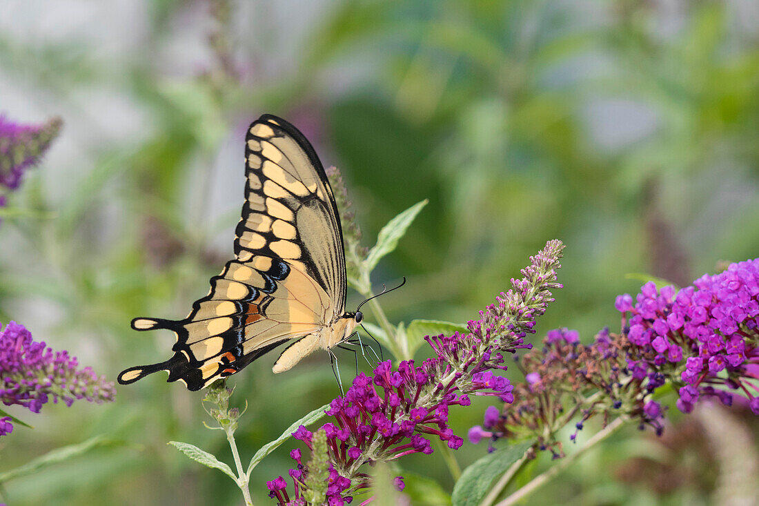 Riesiger Schwalbenschwanz (Papilio Cresphontes) auf Schmetterlingsstrauch (Buddleja Davidii) Marion County, Illinois