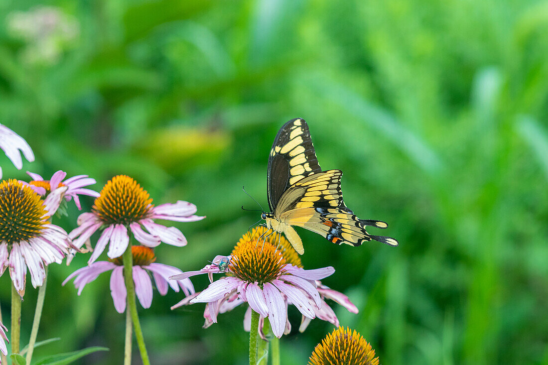 Riesiger Schwalbenschwanz (Papilio cresphontes) auf Sonnenhut (Echinacea purpurea), Marion County, Illinois.
