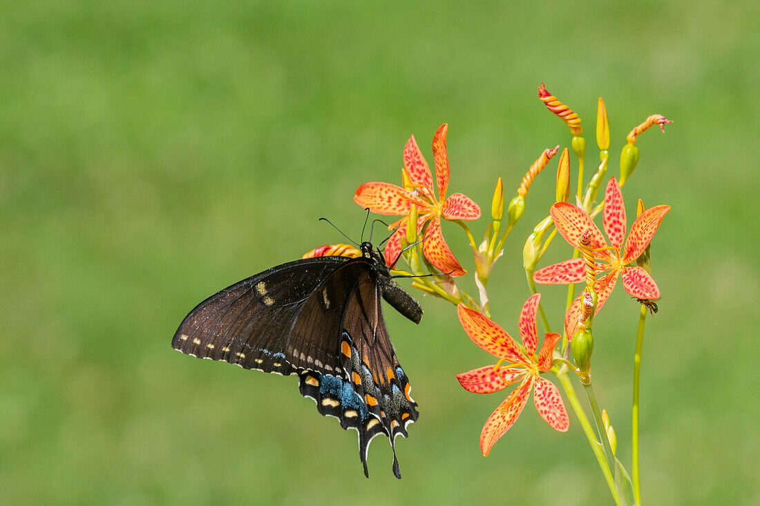 Eastern Tiger Swallowtail (Papilio glaucus) female on Blackberry Lily (Belamcanda chinensis), Marion County, Illinois.