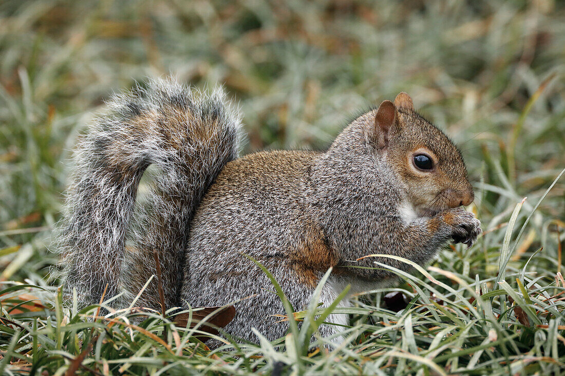 Eastern gray squirrel, Kentucky