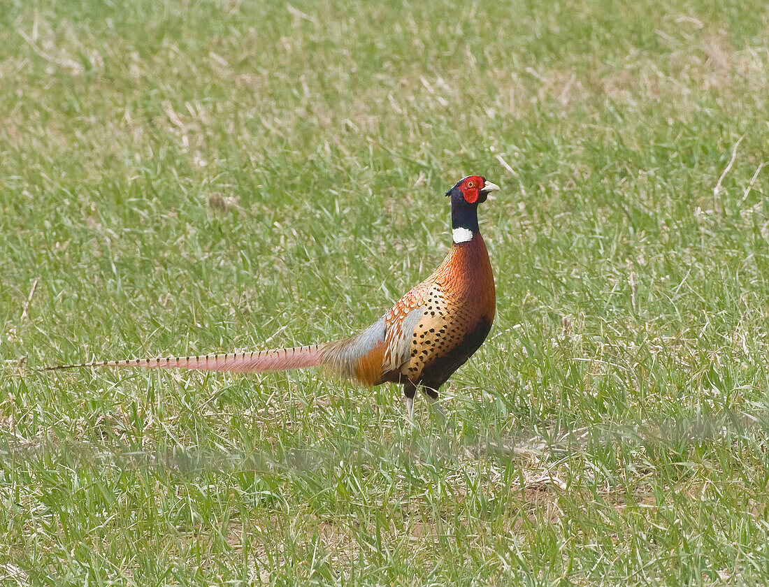 Pheasant standing in grassy field