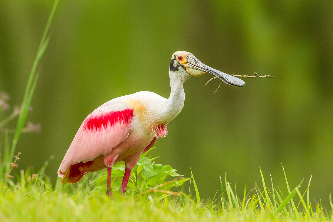 USA, Louisiana, Jefferson Island. Roseate spoonbill with stick for nest