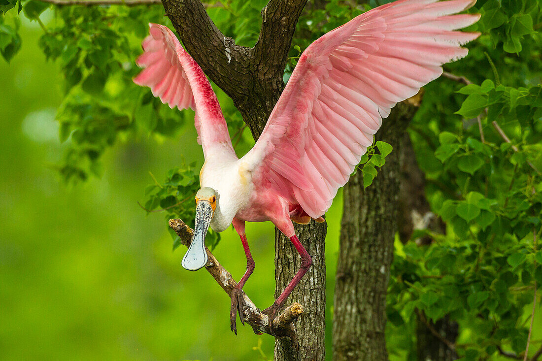 USA, Louisiana, Jefferson-Insel. Rosiger Löffler am Glied