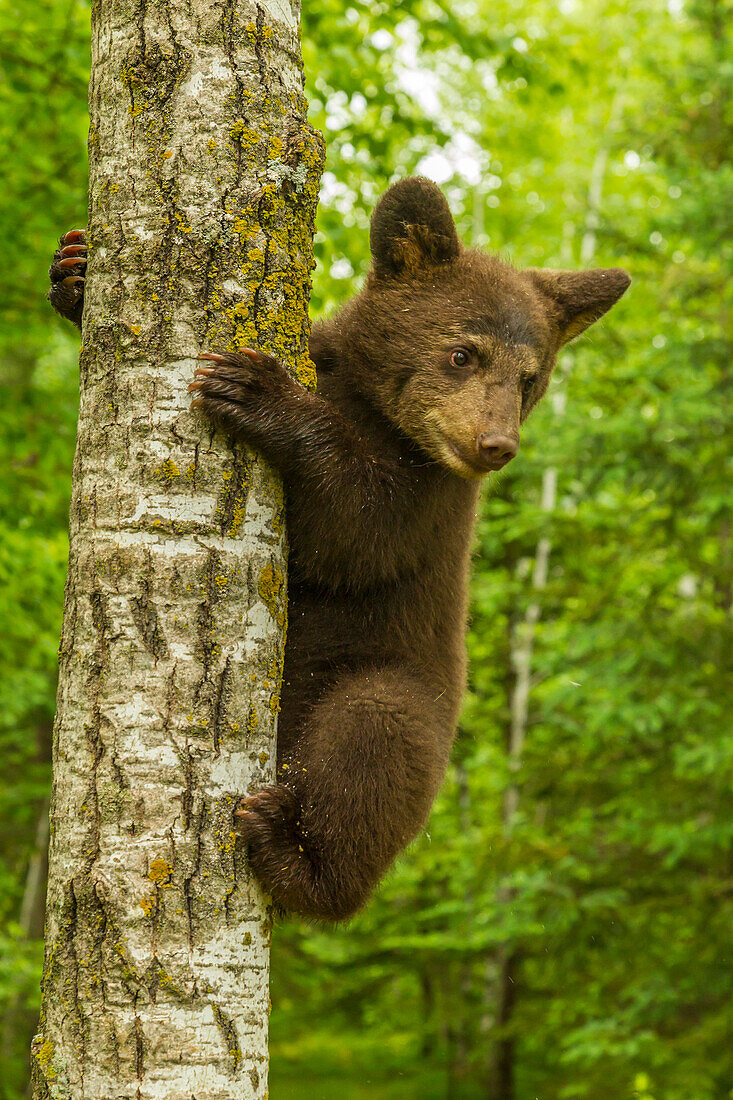 USA, Minnesota, Pine County. Kletterbaum des schwarzen Bärenjungen