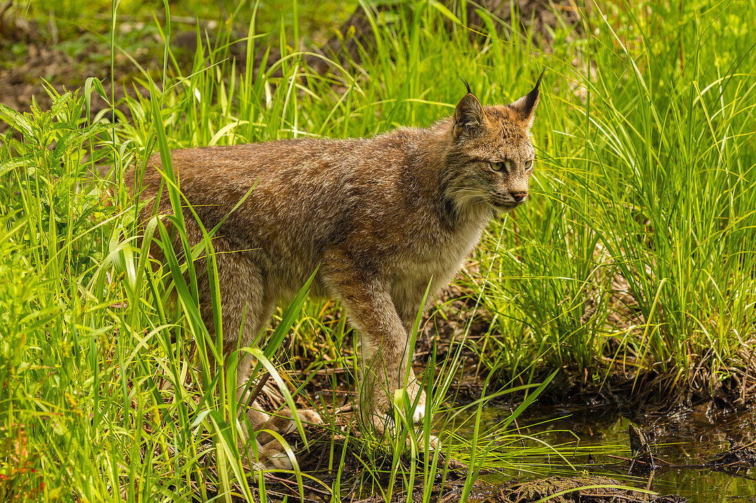 USA, Minnesota, Pine County. Lynx close-up