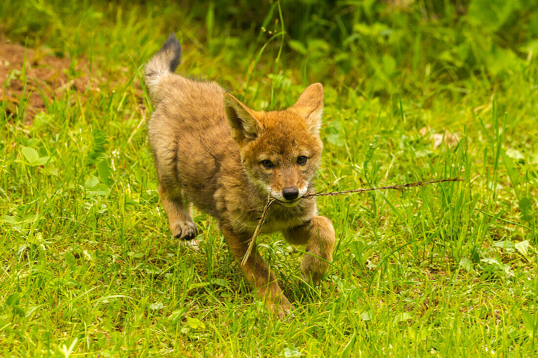 USA, Minnesota, Pine County. Coyote pup playing with stick