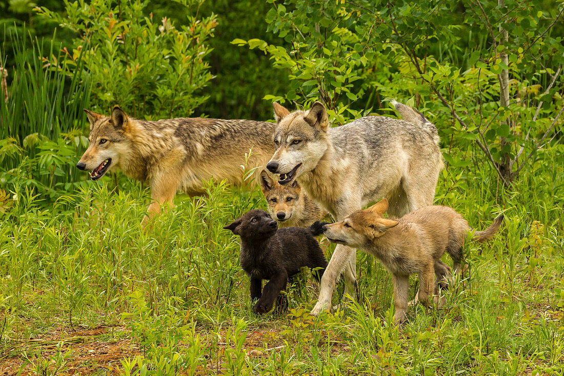 USA, Minnesota, Pine County. Adult wolves and pups