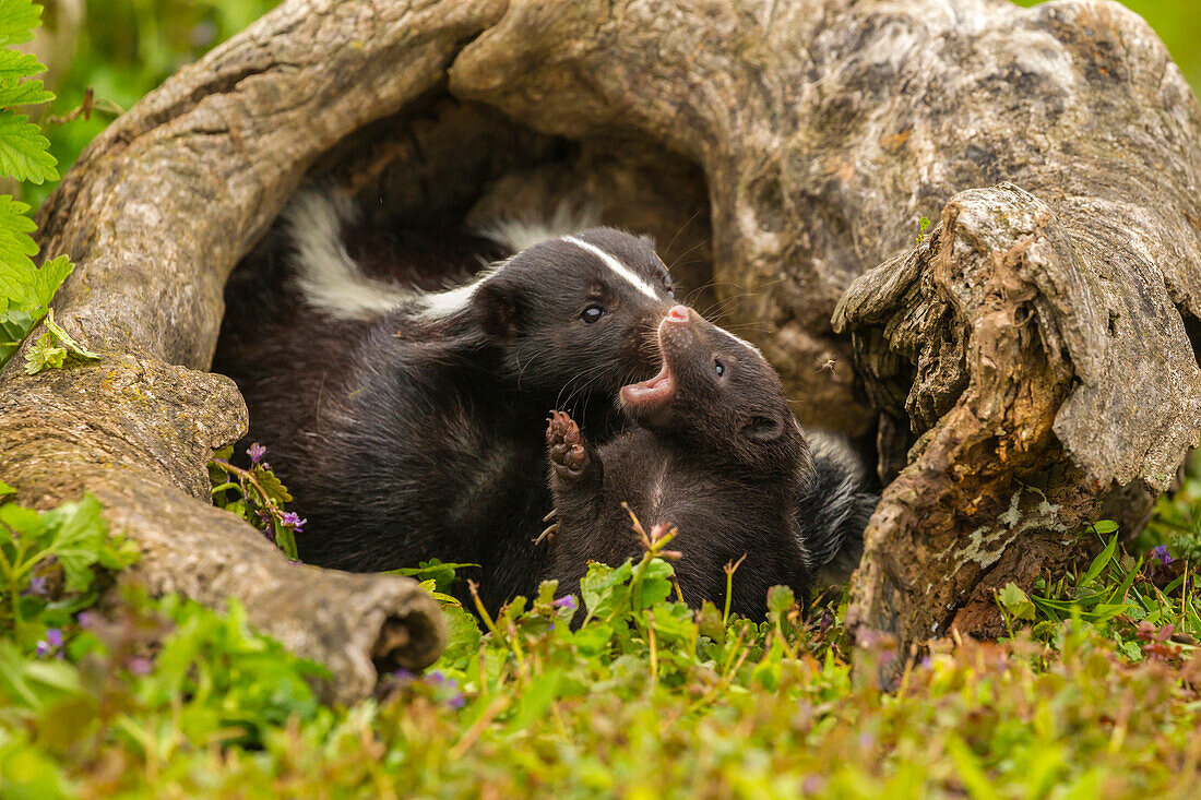 USA, Minnesota, Pine County. Striped skunk mother with kit