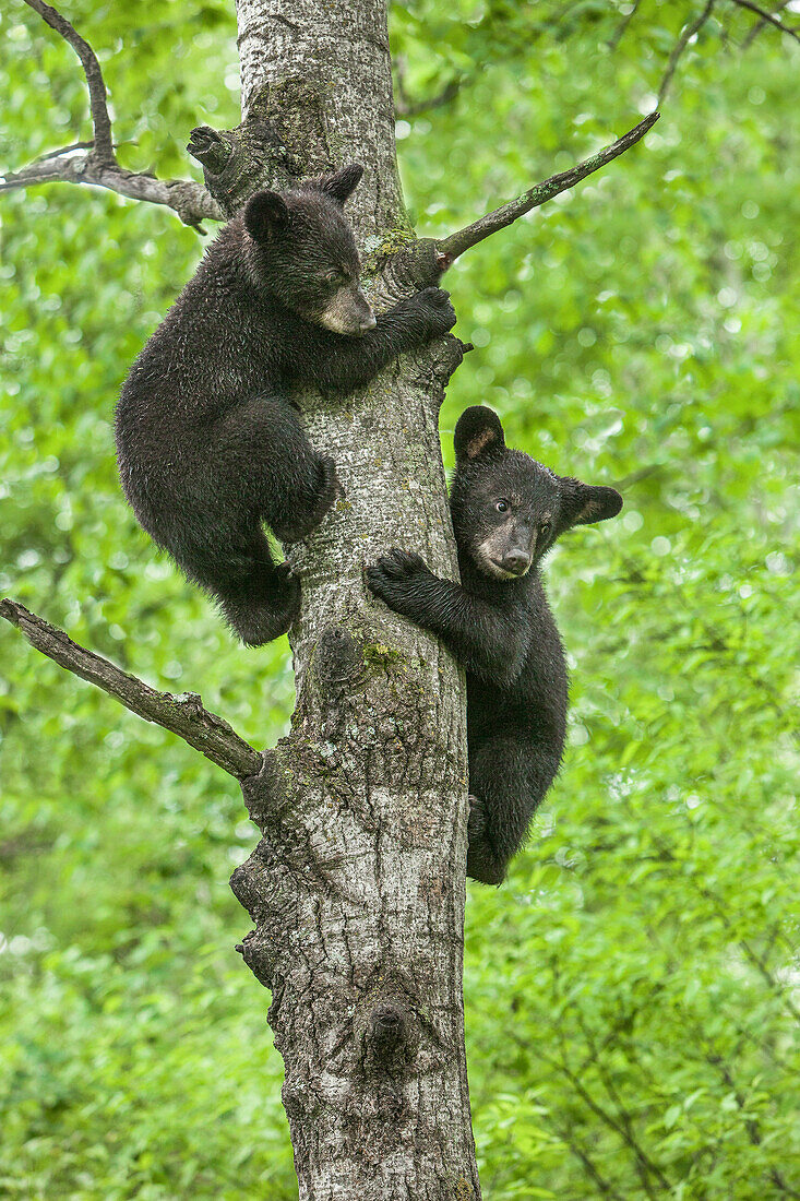 USA, Minnesota. Schwarze Bärenjunge, die auf einen Baum klettern.