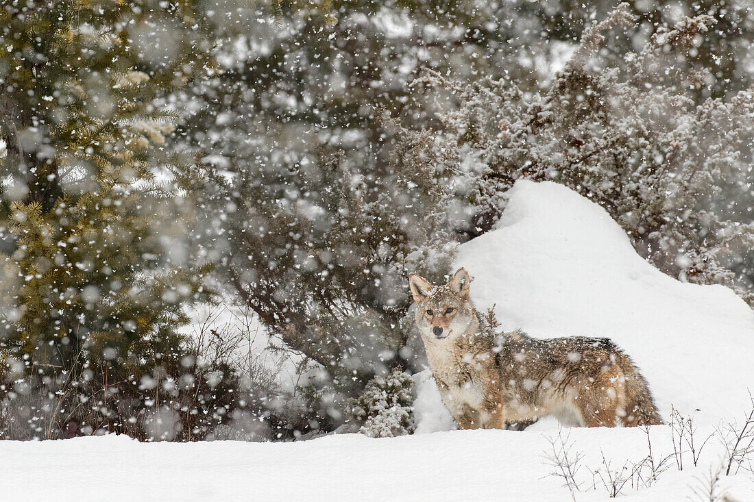 Coyote in snow, (Captive) Montana