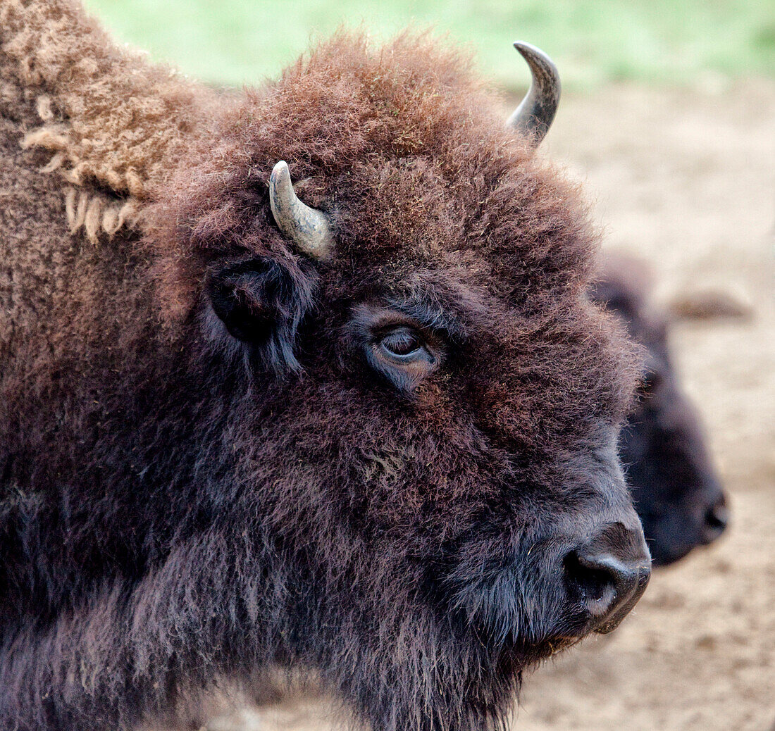 USA, Montana, Moese. Bisonporträt im National Bison Range