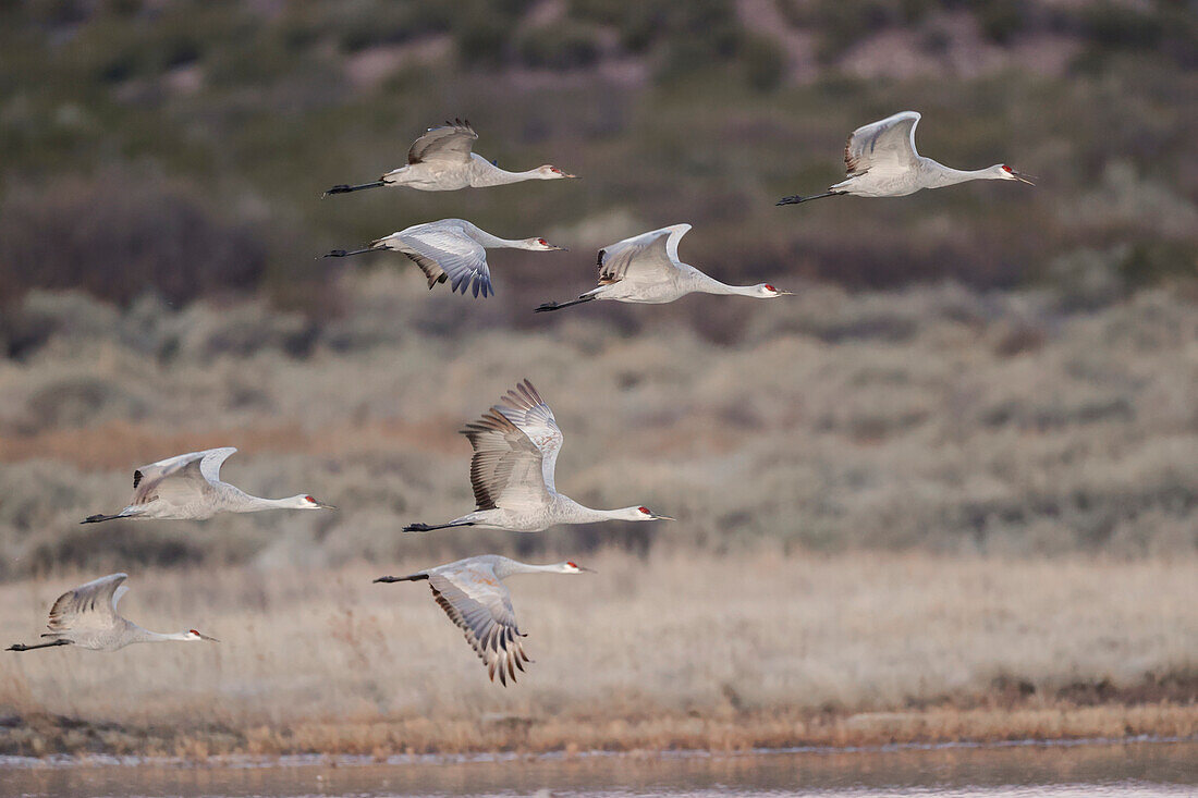 Kanadakranich fliegt. Nationales Wildschutzgebiet Bosque del Apache, New Mexico