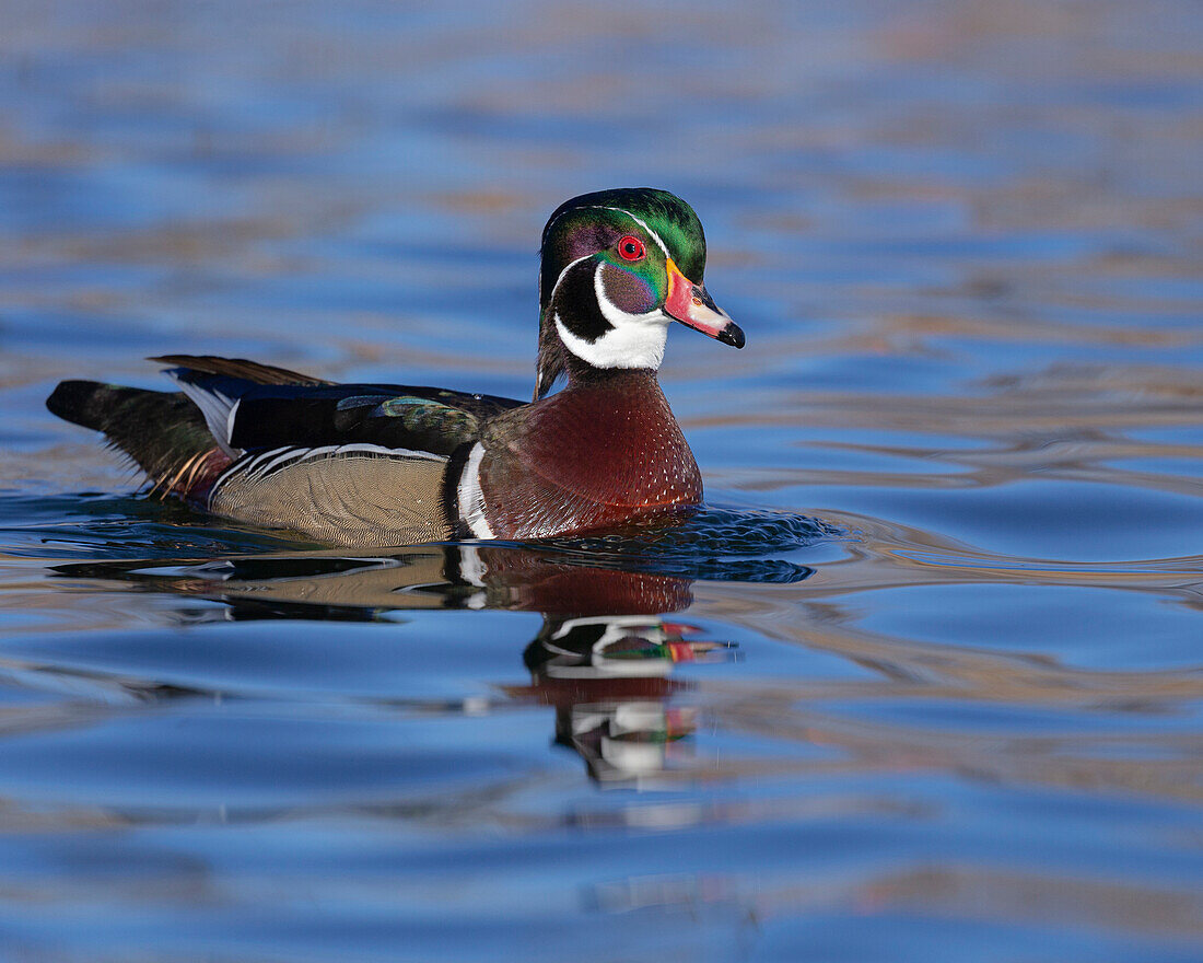 Wood duck drake in perfect coloration, New Mexico.