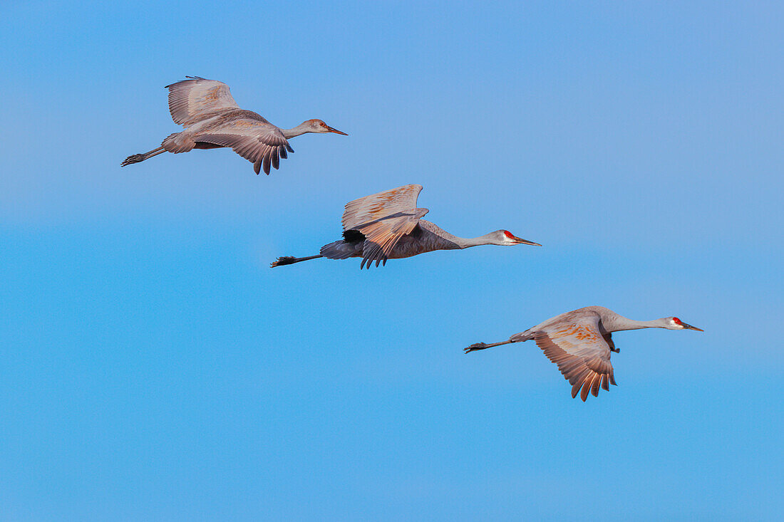 Kanadakraniche fliegen. Nationales Wildschutzgebiet Bosque del Apache, New Mexico