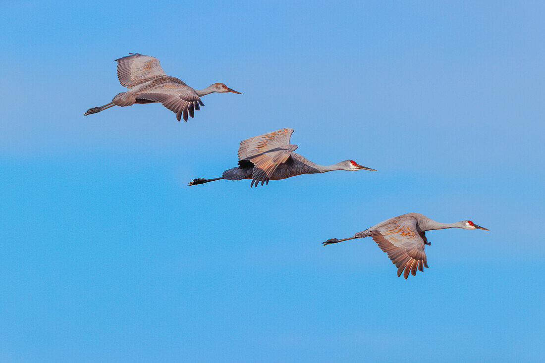 Sandhill cranes flying. Bosque del Apache National Wildlife Refuge, New Mexico