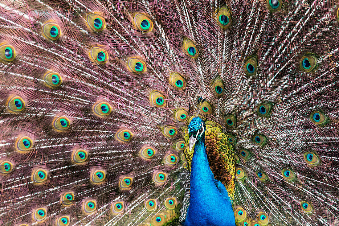 Männlicher Pfau, der seine Schwanzfedern auffächert