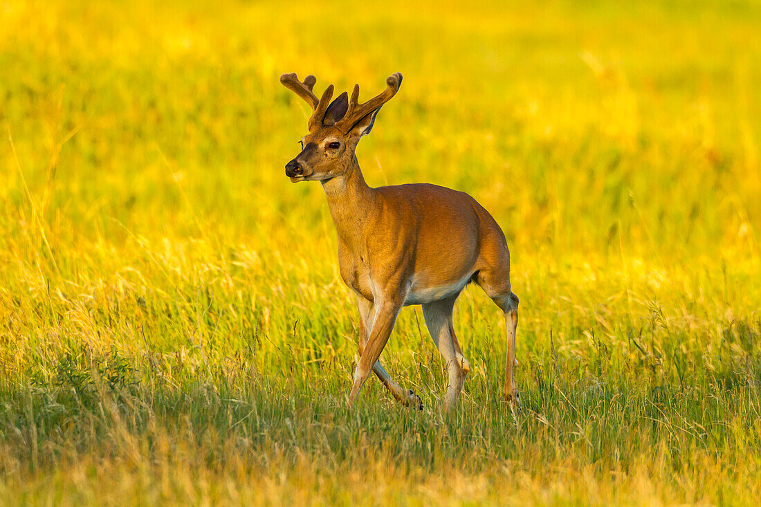 USA, South Dakota, Custer State Park. White-tailed deer buck with velvet antlers