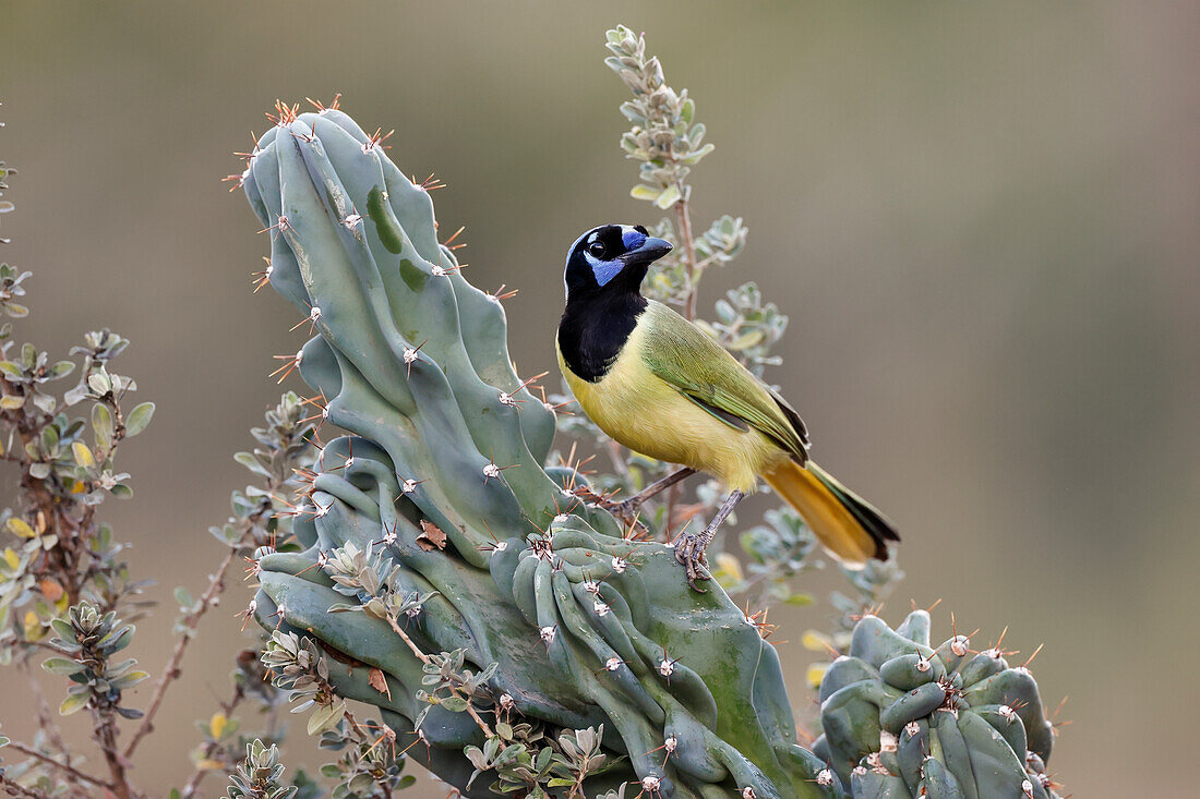 Green Jay, Rio Grande Valley, Texas