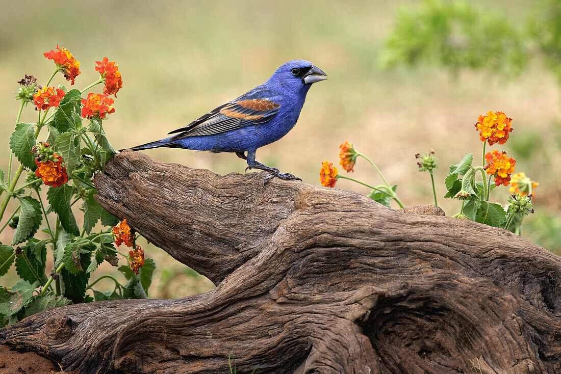 Blue grosbeak Rio Grande Valley, Texas