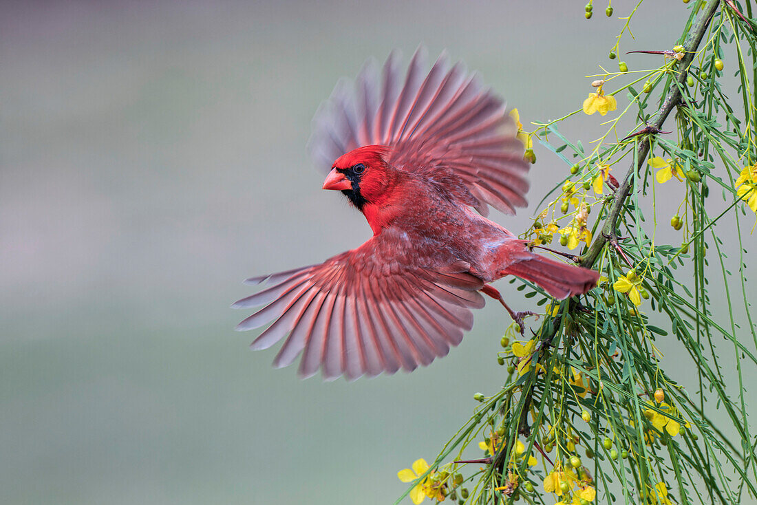 Männlicher Kardinal fliegt, Rio Grande Valley, Texas