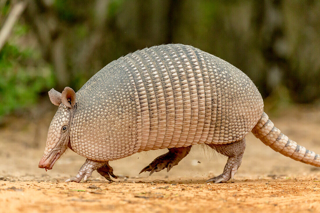 USA, Texas, Gatesville, Santa Clara Ranch. Nine-banded armadillo walking