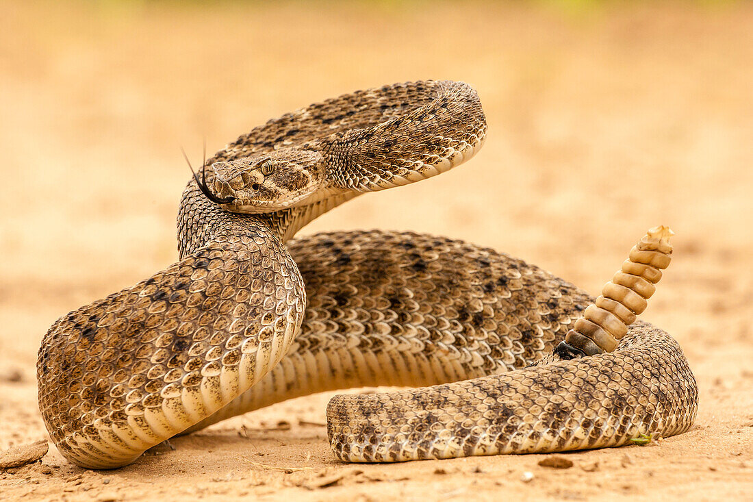 USA, Texas, Hidalgo County. Western Diamondback Klapperschlange zusammengerollt, um zu schlagen