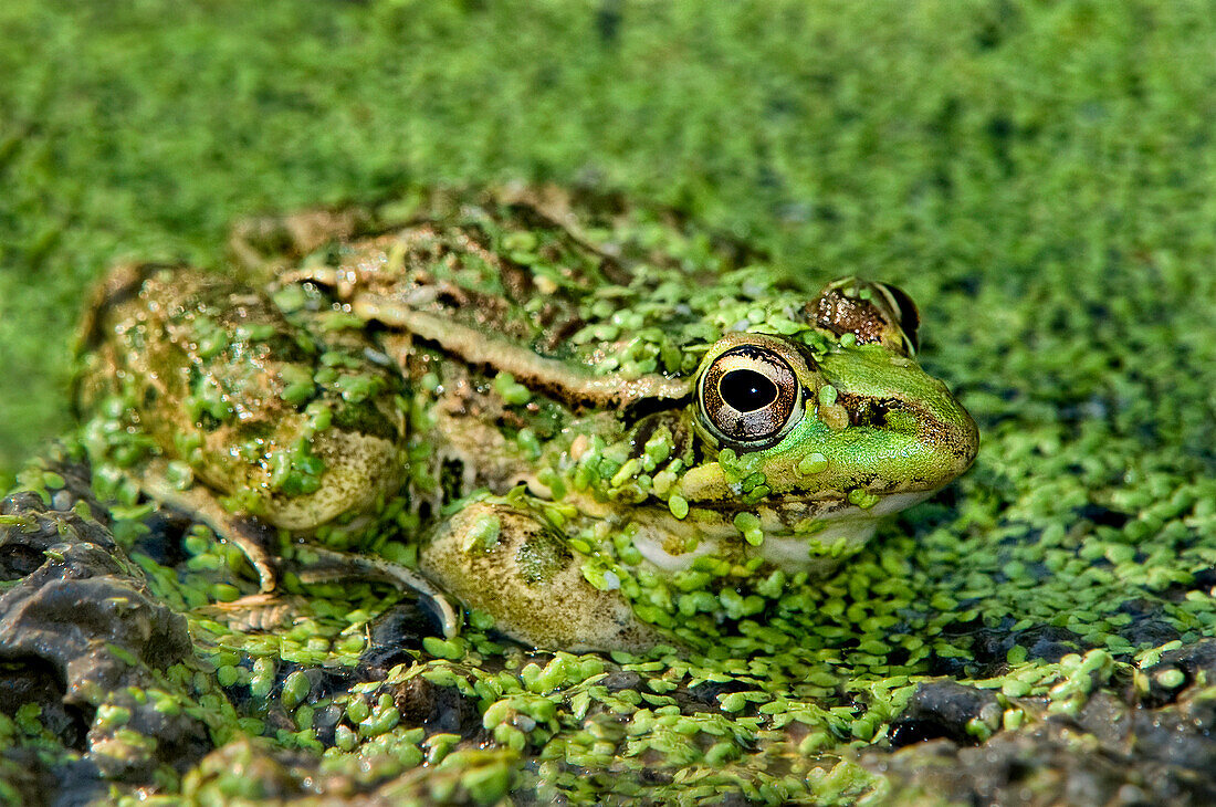 USA, Texas, Santa Clara Ranch. Leopard frog in duckweed-filled pond.