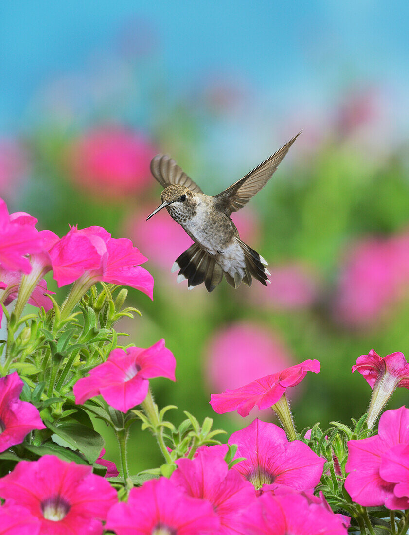 Ruby-throated Hummingbird (Archilochus colubris), young male in flight feeding on Petunia flowers, Hill Country, Texas, USA