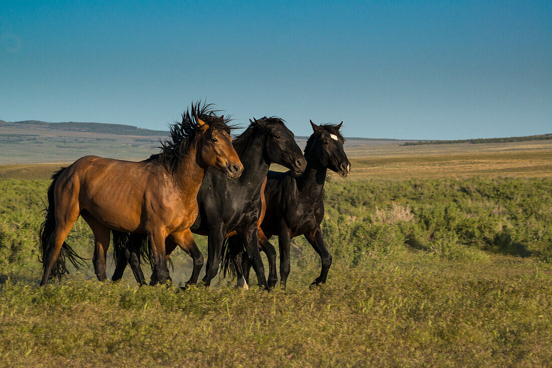 Wilde Hengste der Onaqui-Herde grasen am Pony Express Byway in der Nähe von Dugway und Salt Lake City, Utah, USA.