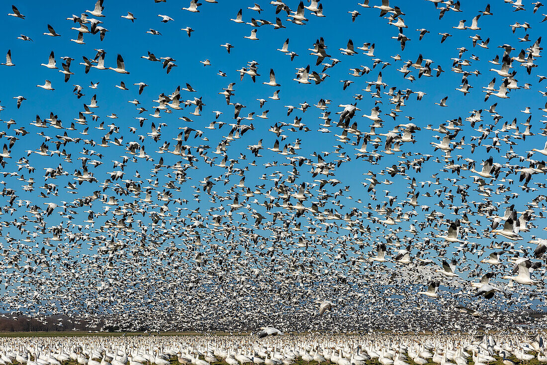 USA, Staat Washington, Skagit Valley. Kleinere Schneegänse strömen zum Start