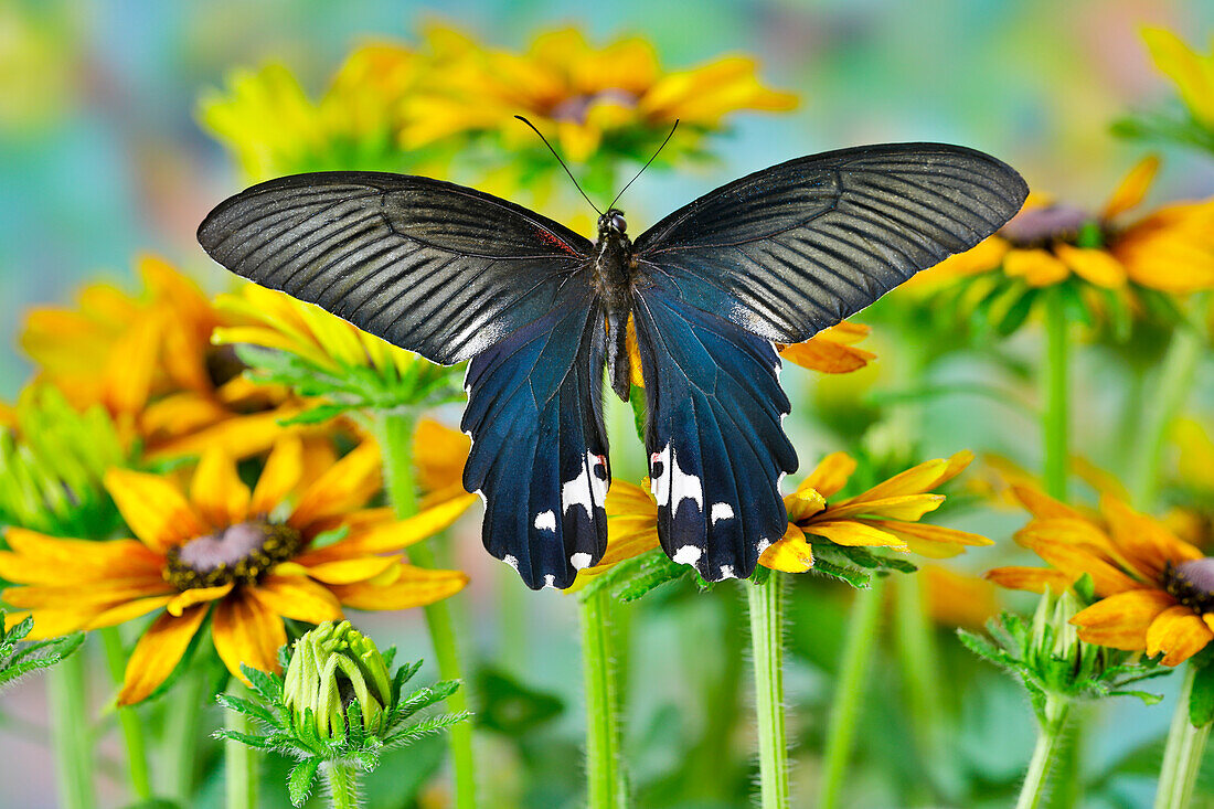 Tropical butterfly, Papilio alcemenor f. leucoclis, on hirta daisies