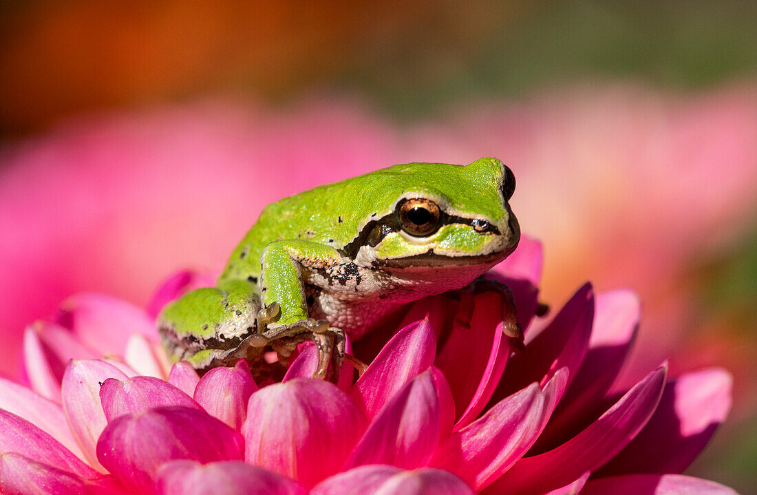 Pazifischer grüner Laubfrosch auf Dahlie