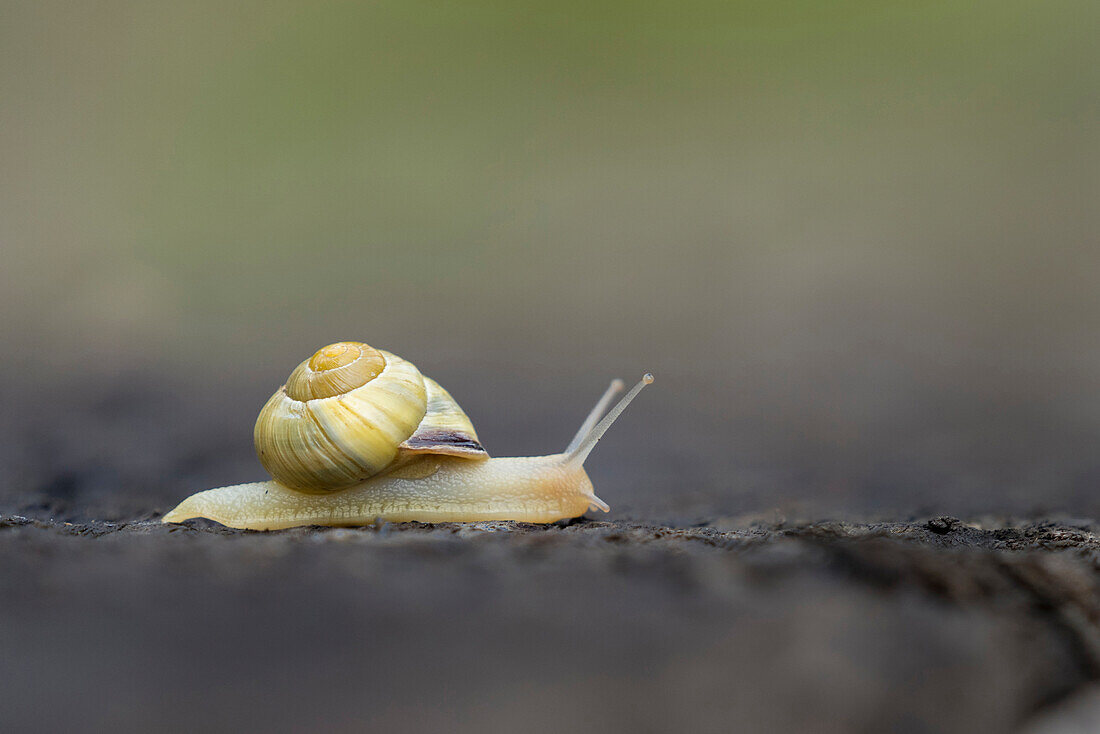 USA, Washington State. Grove Snail or Brown-lipped snail (Cepaea nemoralis), and invasive species from Europe. Kirkland.