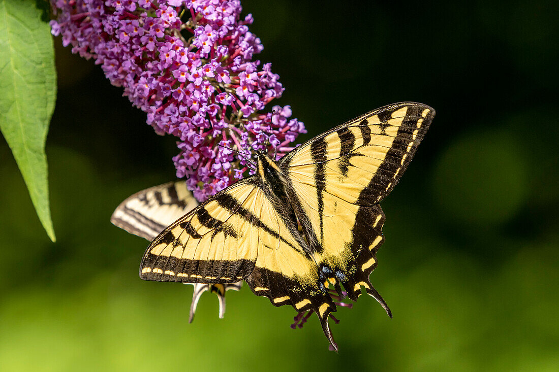 Issaquah, Washington, USA. Two Western Tiger Swallowtail butterflies pollinating a Butterfly Bush.
