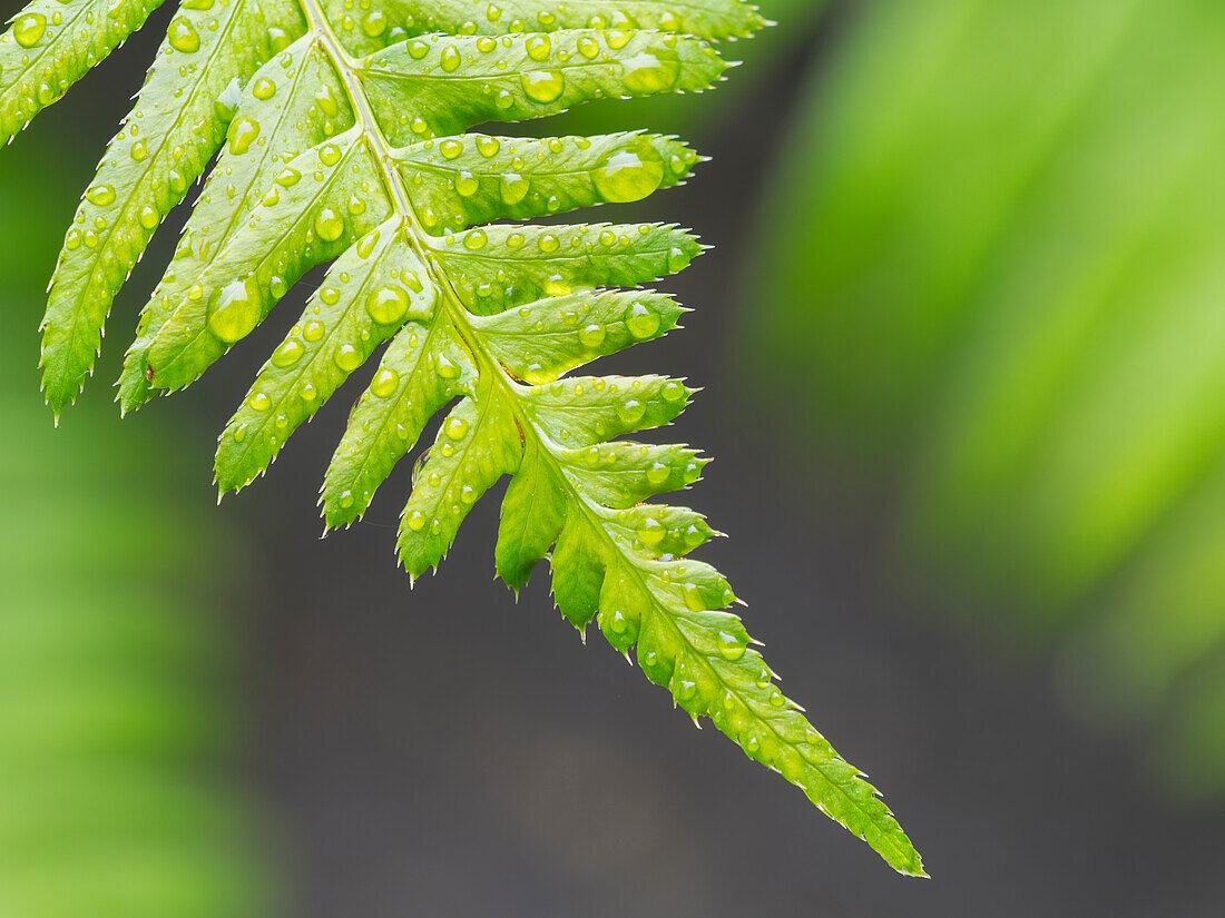 Washington State. Western sword fern