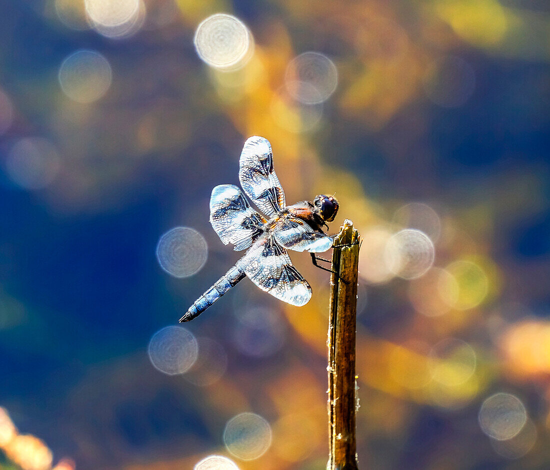 Common whitetail dragonfly with two transparent wings, Juanita Bay Park, Kirkland, Washington State