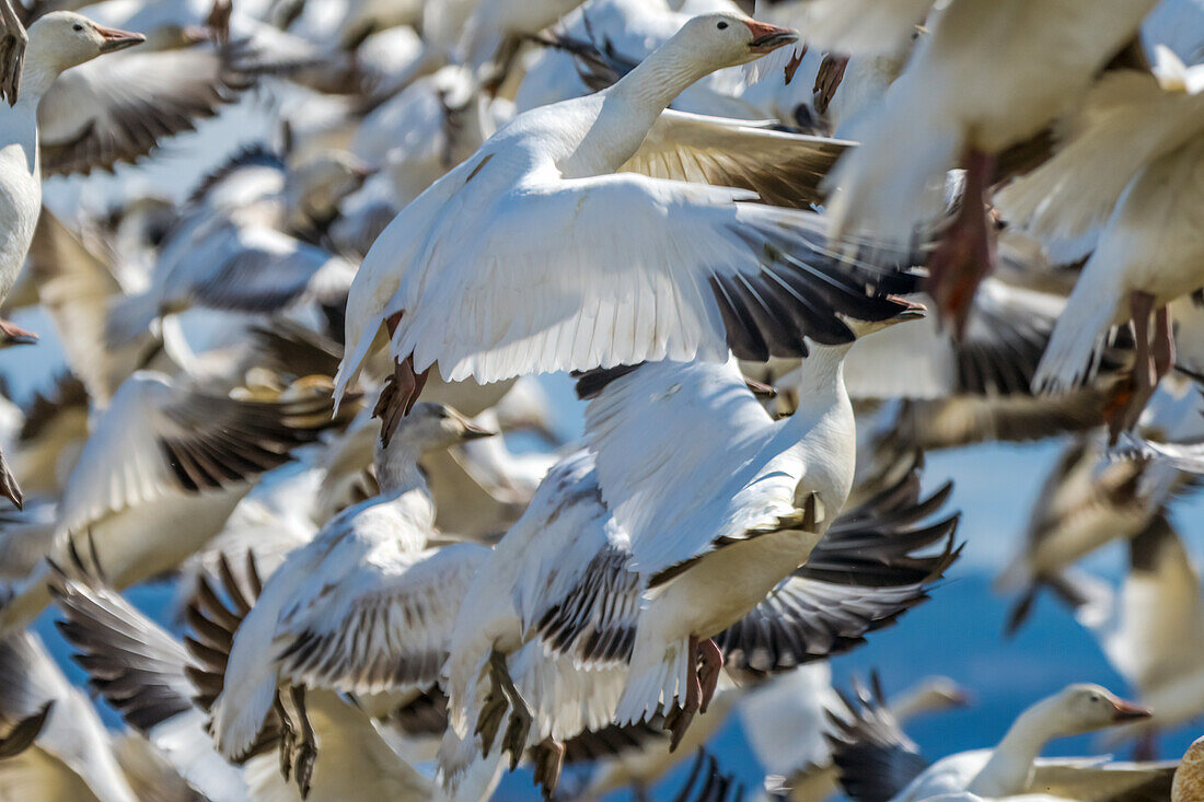Snow geese taking off, Skagit Valley, Washington State.