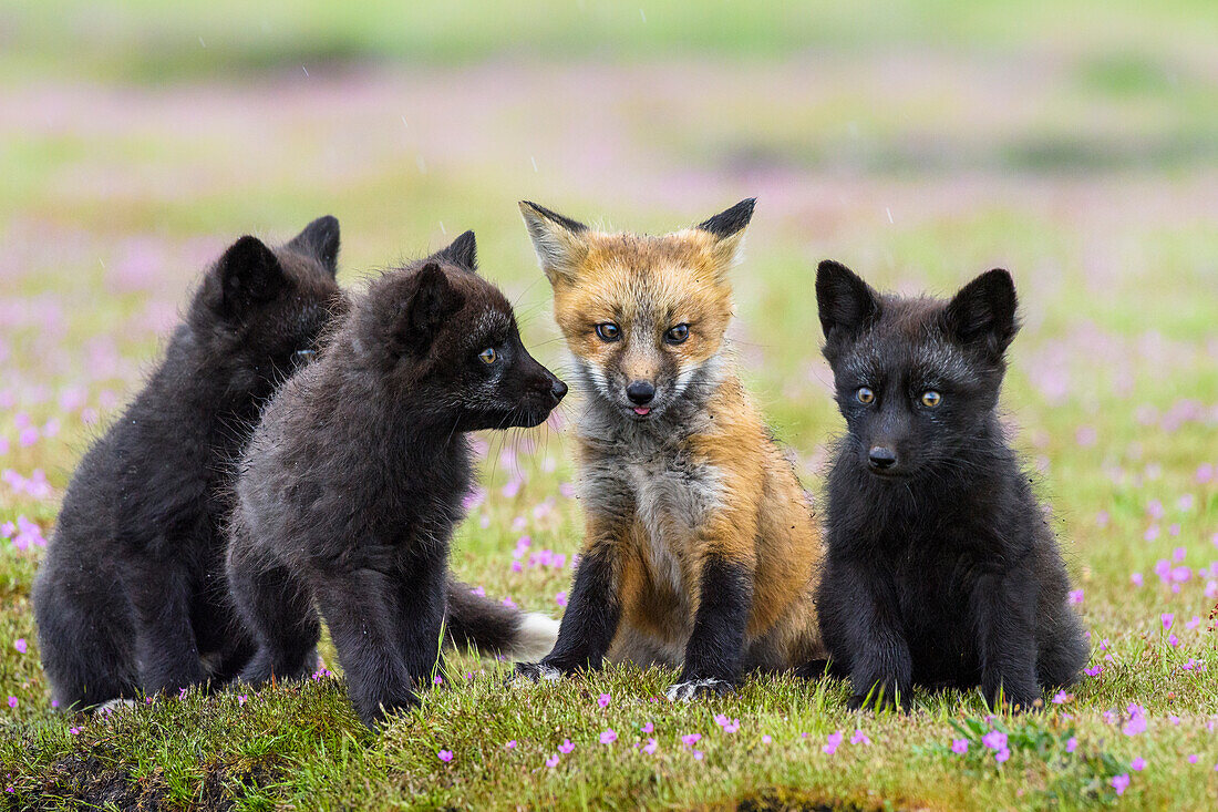 USA, Washington State. Red fox kits.